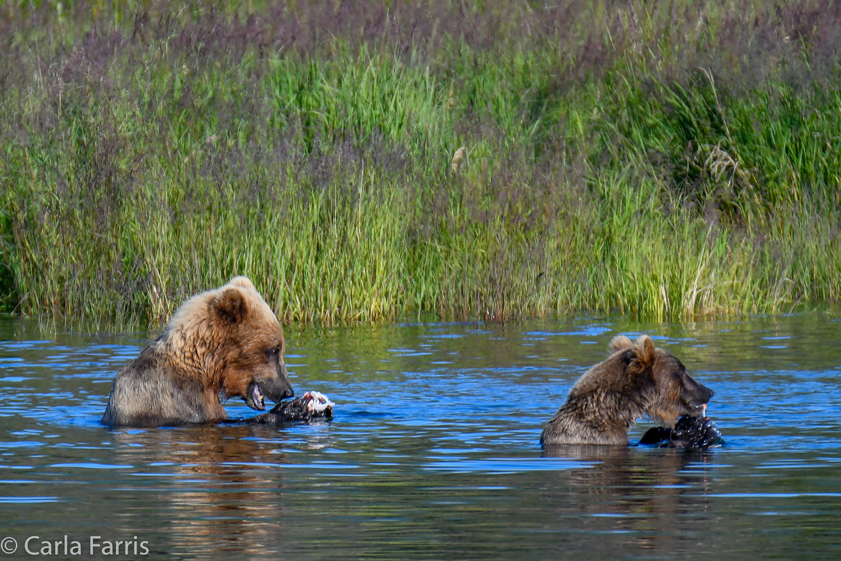 132 & Family (3-2.5 yr old cubs)