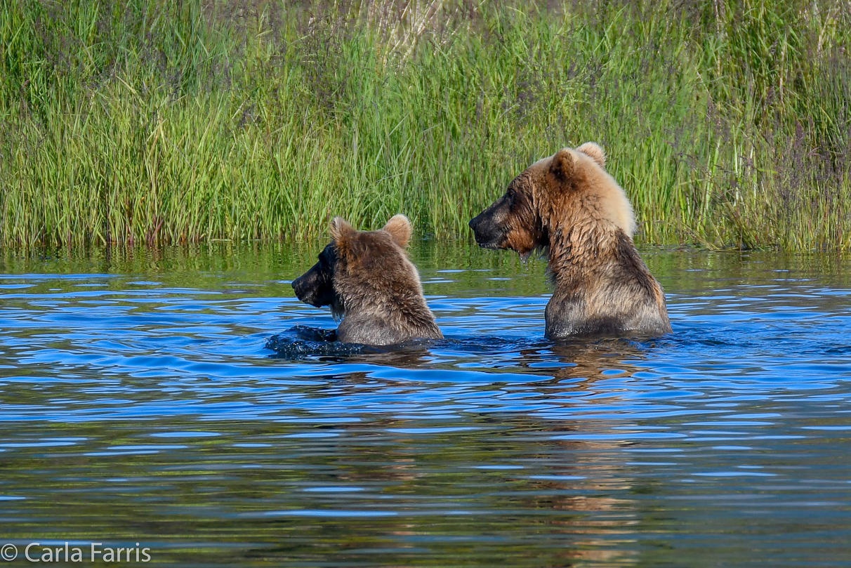 132 & Family (3-2.5 yr old cubs)