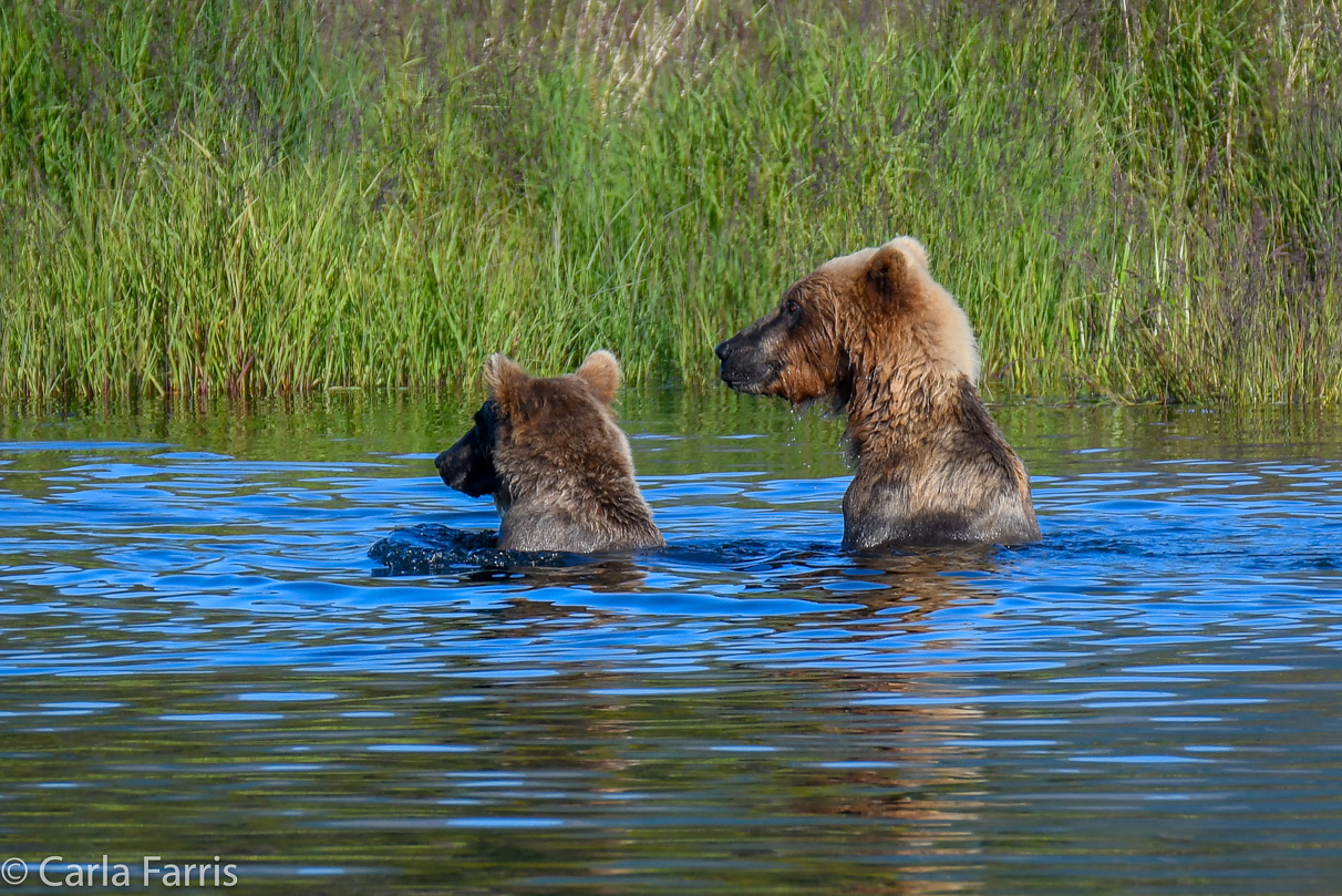 132 & Family (3-2.5 yr old cubs)