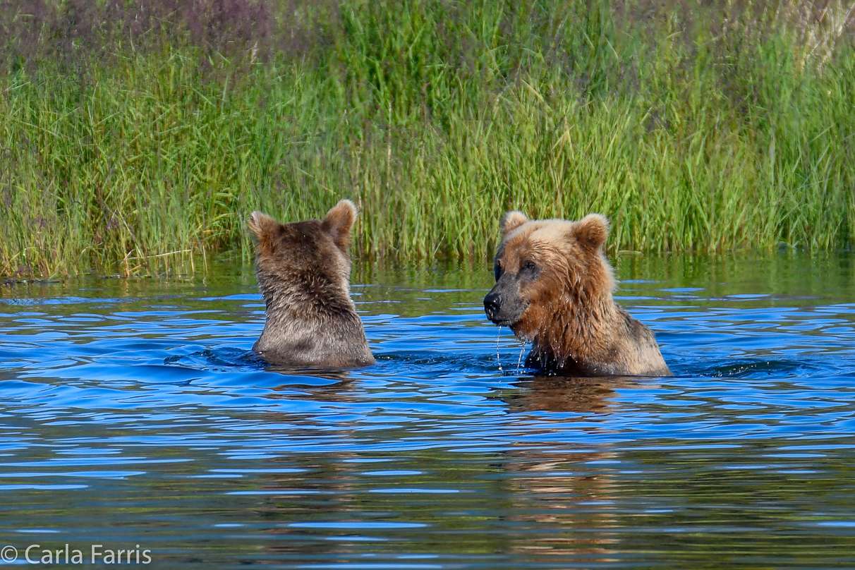 132 & Family (3-2.5 yr old cubs)