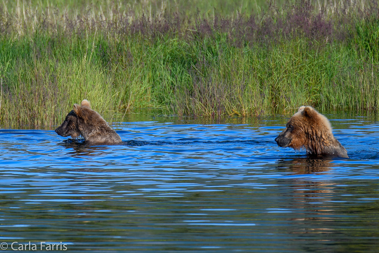 132 & Family (3-2.5 yr old cubs)