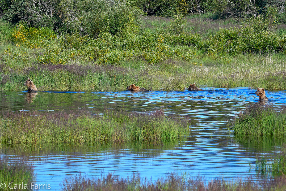 132 & Family (3-2.5 yr old cubs)