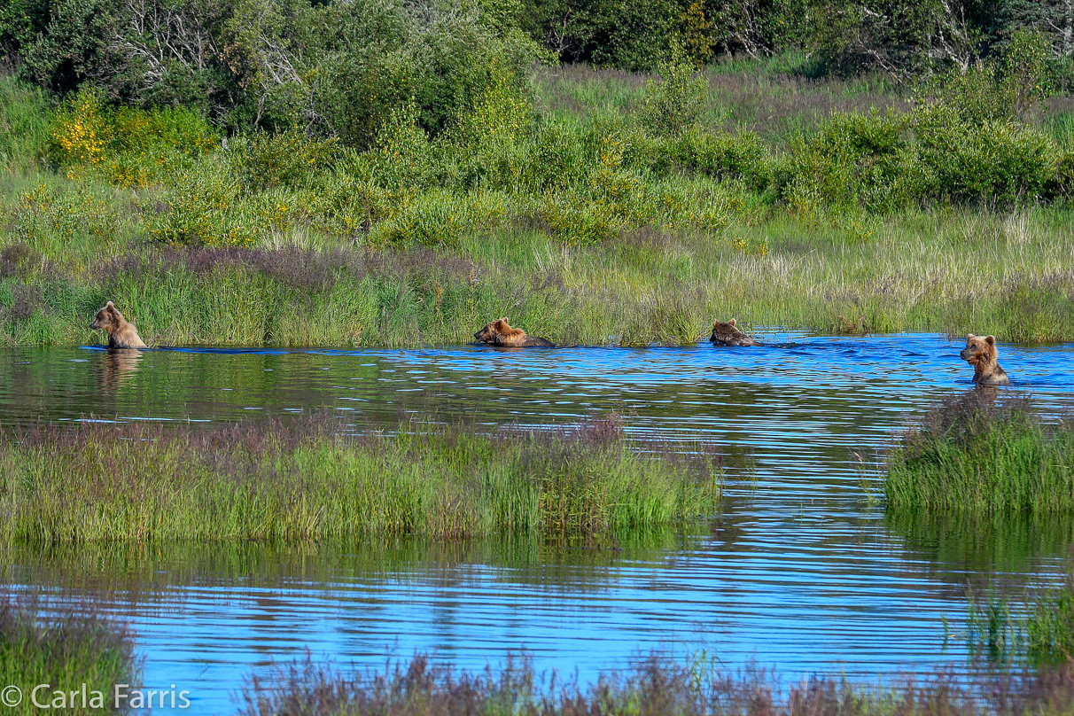 132 & Family (3-2.5 yr old cubs)