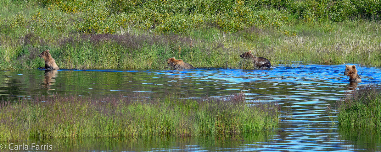 132 & Family (3-2.5 yr old cubs)