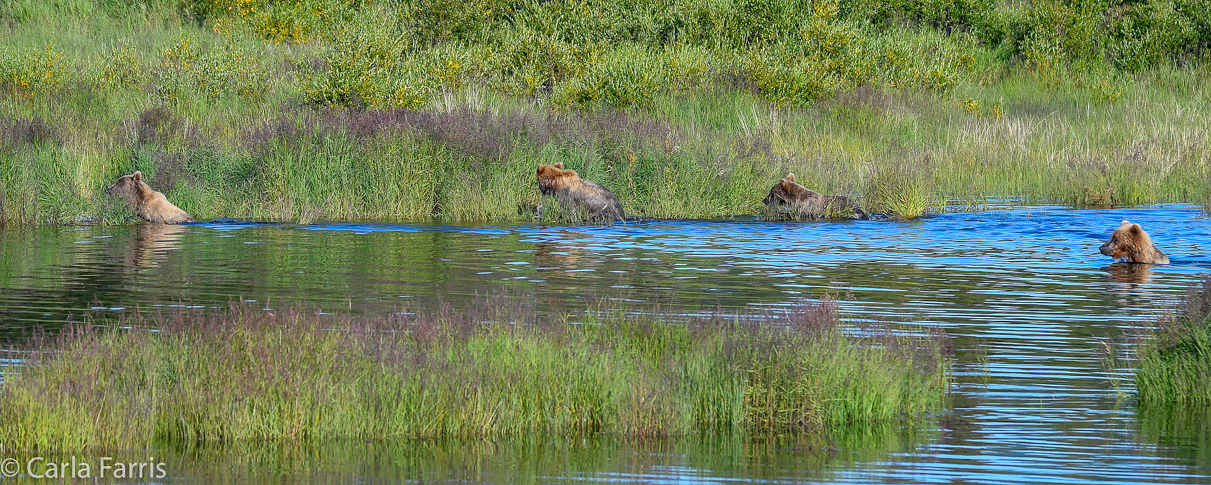 132 & Family (3-2.5 yr old cubs)