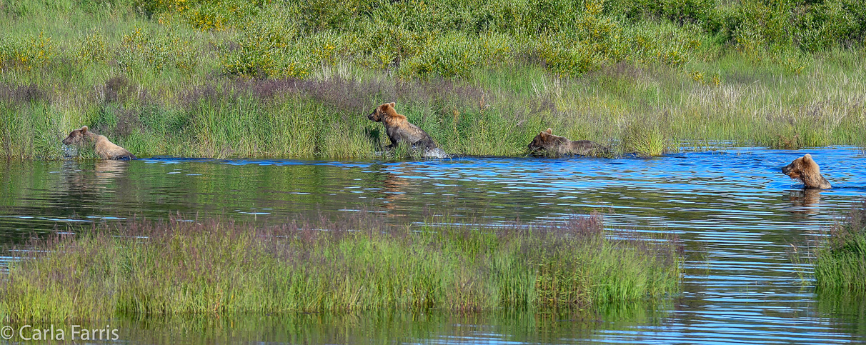 132 & Family (3-2.5 yr old cubs)