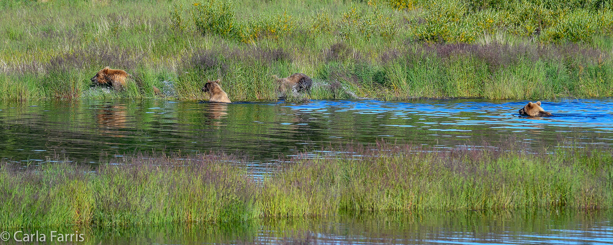 132 & Family (3-2.5 yr old cubs)