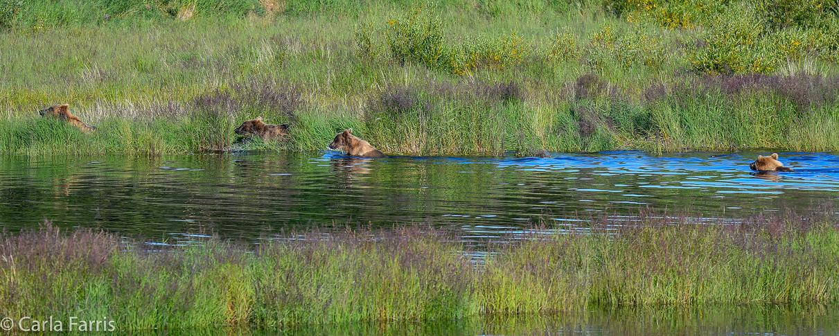 132 & Family (3-2.5 yr old cubs)