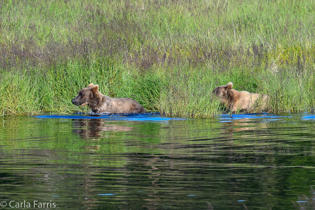 132 & Family (3-2.5 yr old cubs)