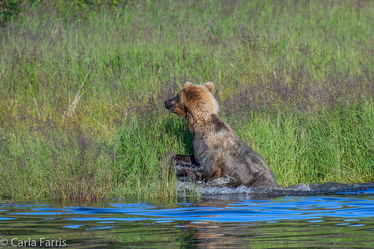 132 & Family (3-2.5 yr old cubs)