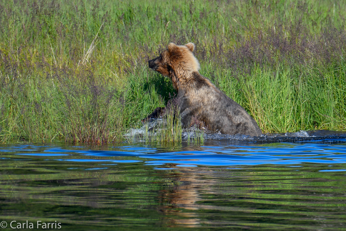 132 & Family (3-2.5 yr old cubs)