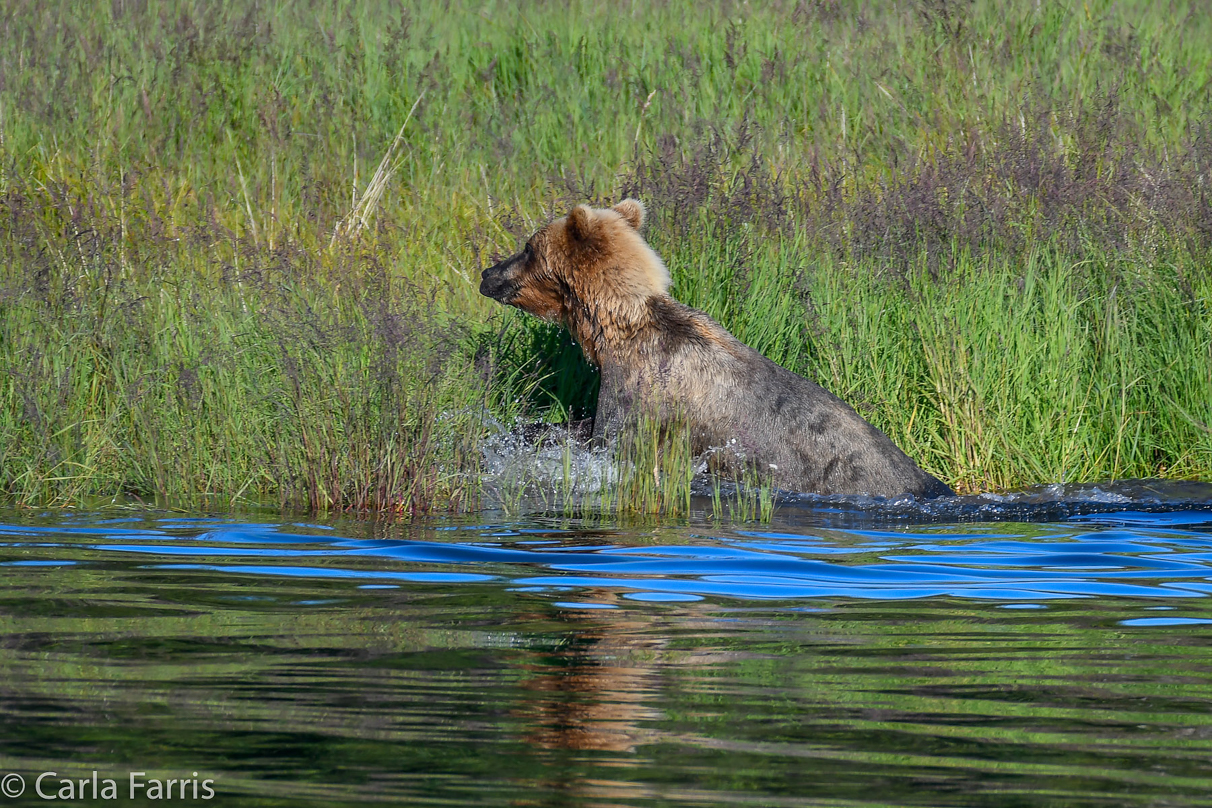 132 & Family (3-2.5 yr old cubs)