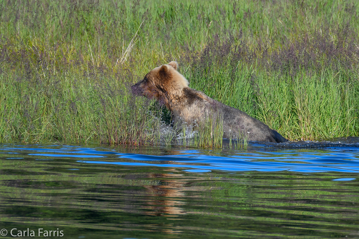 132 & Family (3-2.5 yr old cubs)