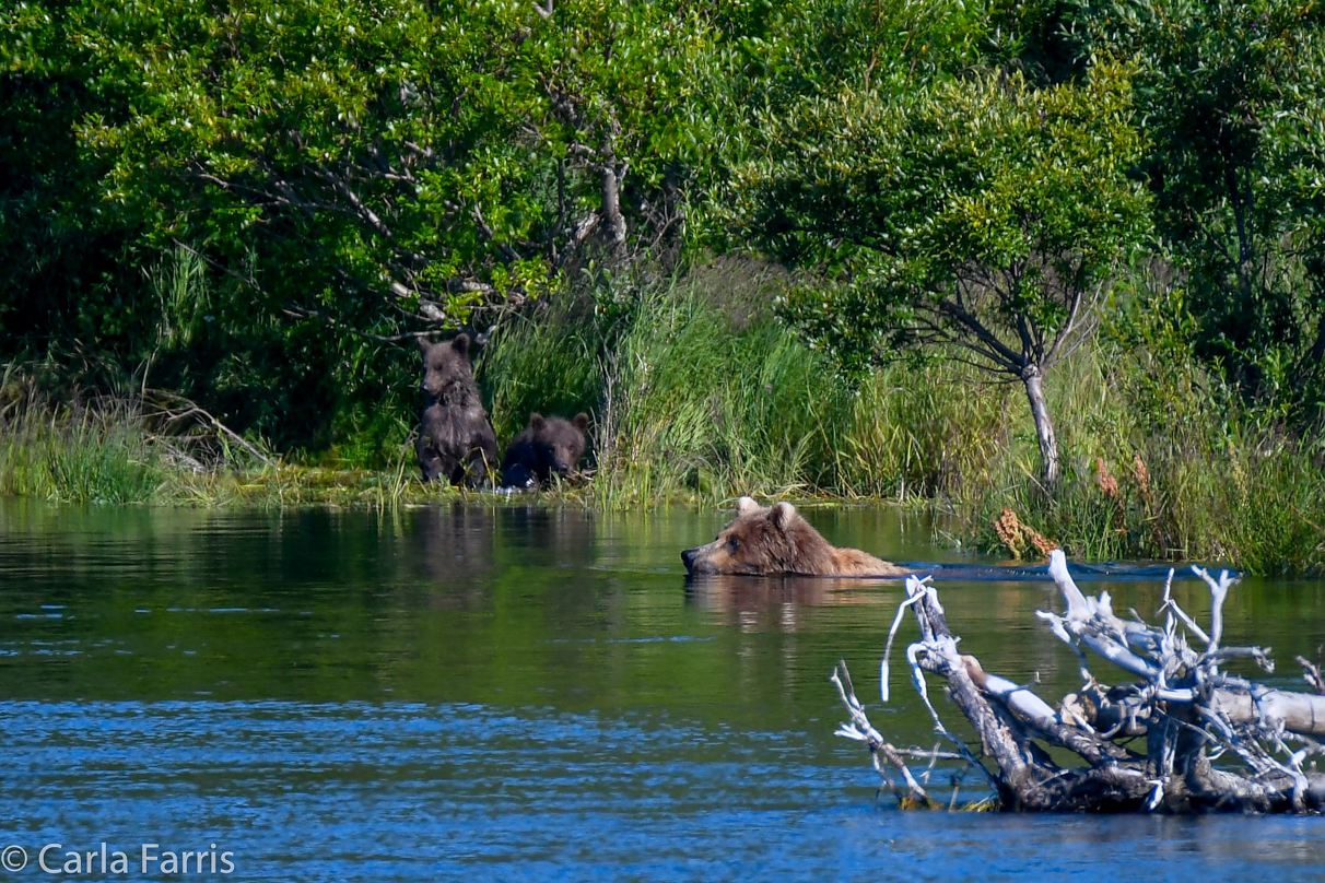 Beadnose (409) & cubs