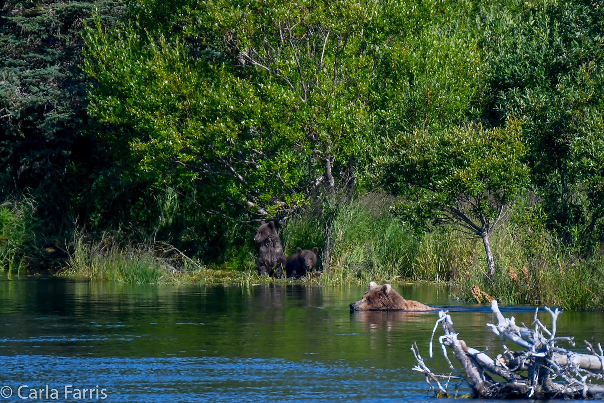 Beadnose (409) & cubs