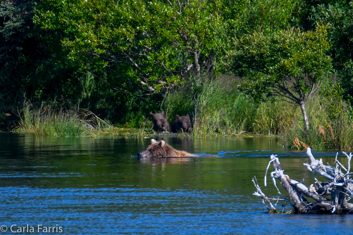 Beadnose (409) & cubs