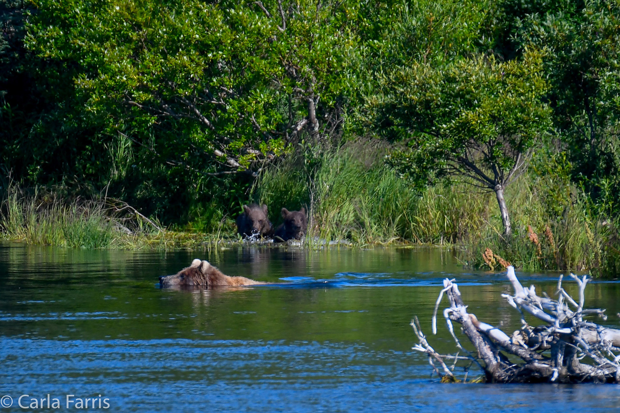 Beadnose (409) & cubs