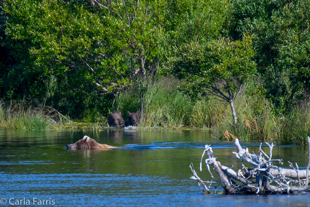 Beadnose (409) & cubs