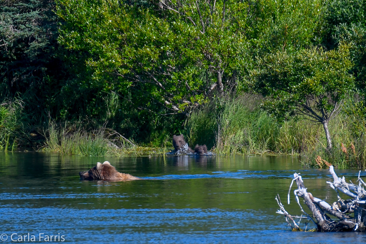 Beadnose (409) & cubs