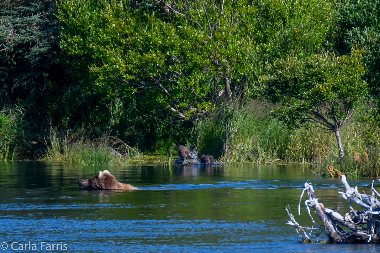 Beadnose (409) & cubs