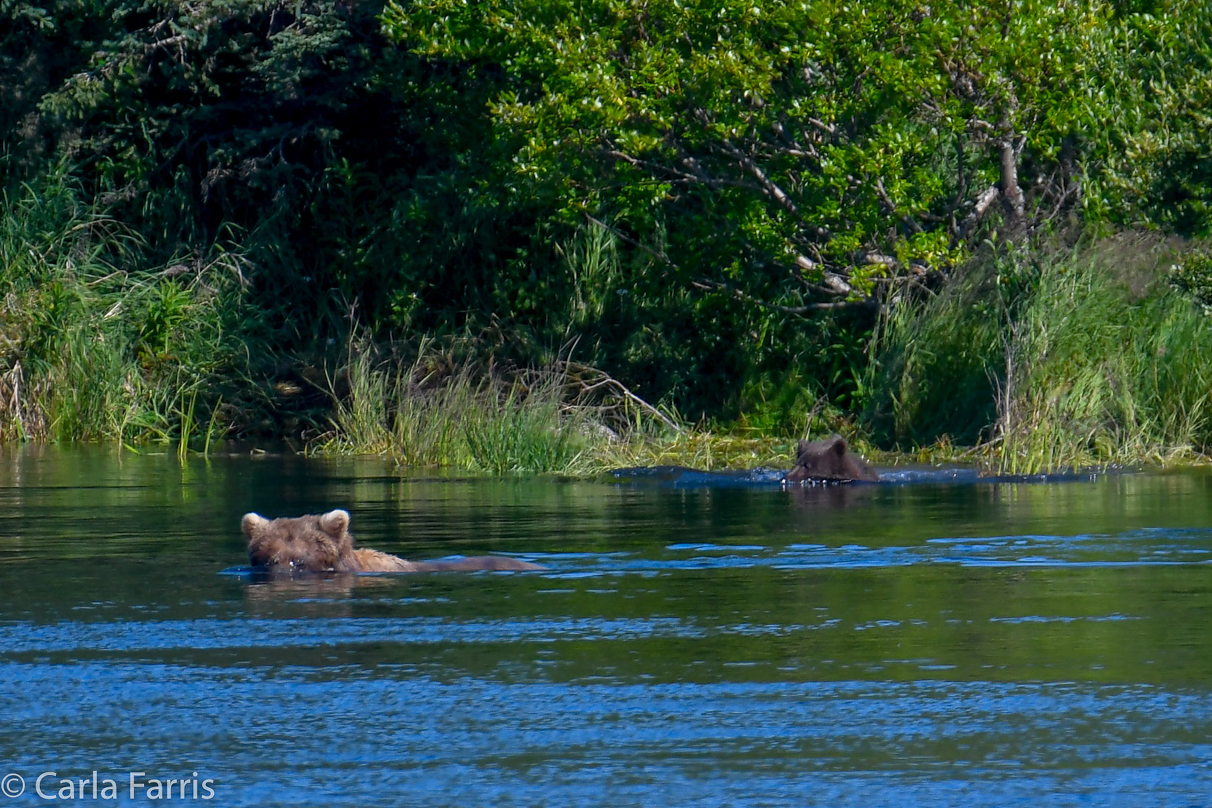 Beadnose (409) & cubs