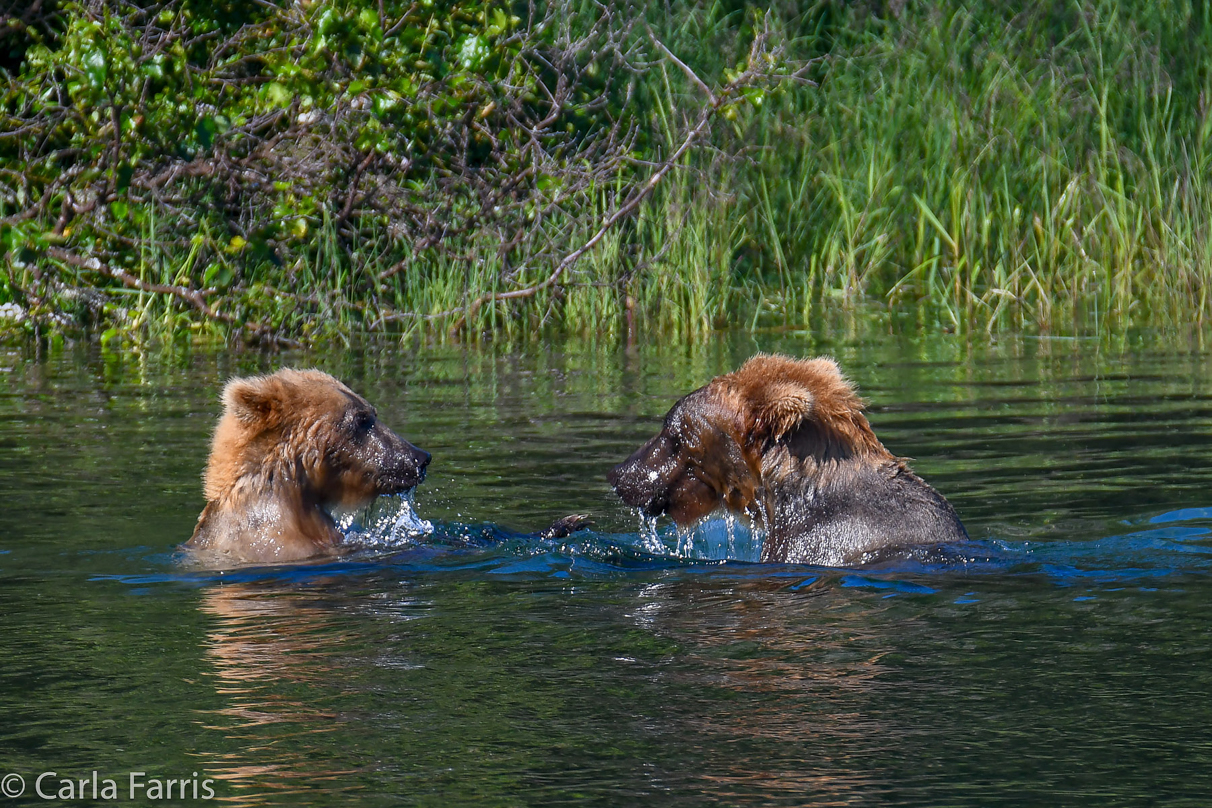 Cubadult (503) and Holly's Biological cub