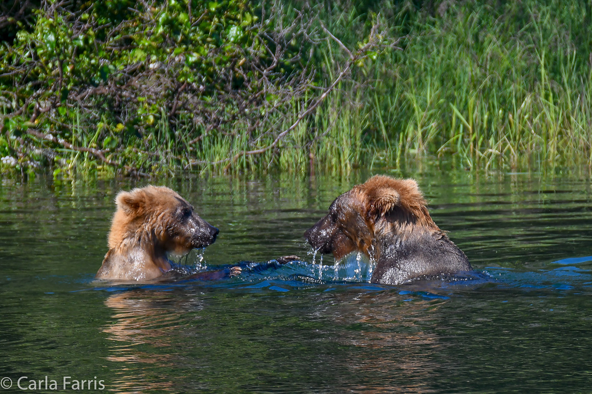 Cubadult (503) and Holly's Biological cub