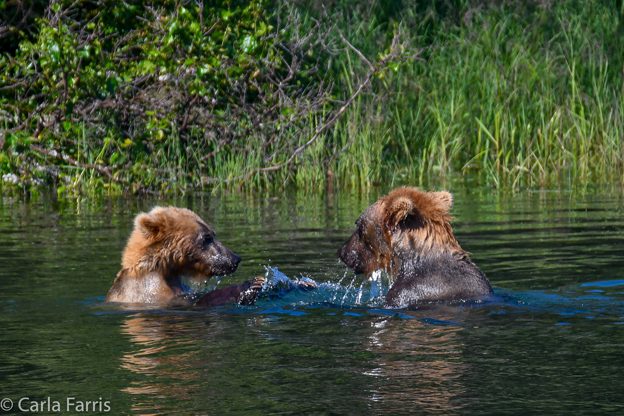 Cubadult (503) and Holly's Biological cub