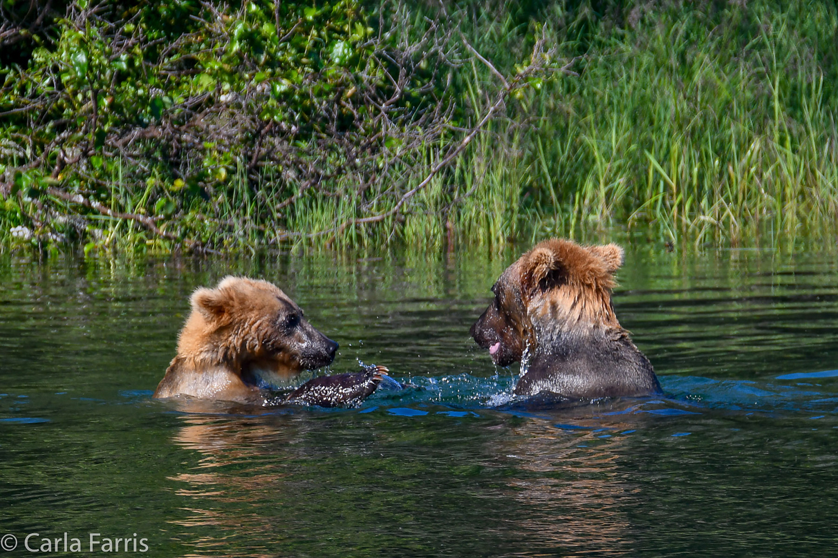 Cubadult (503) and Holly's Biological cub