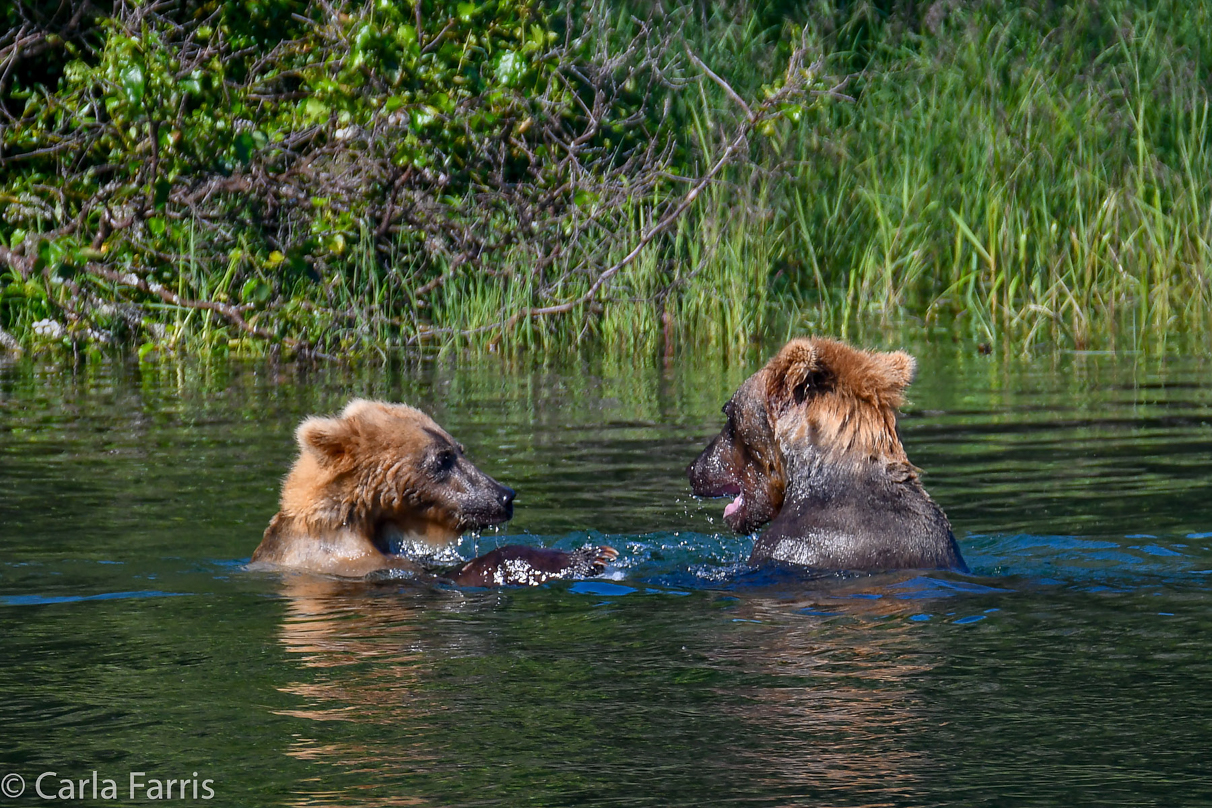 Cubadult (503) and Holly's Biological cub