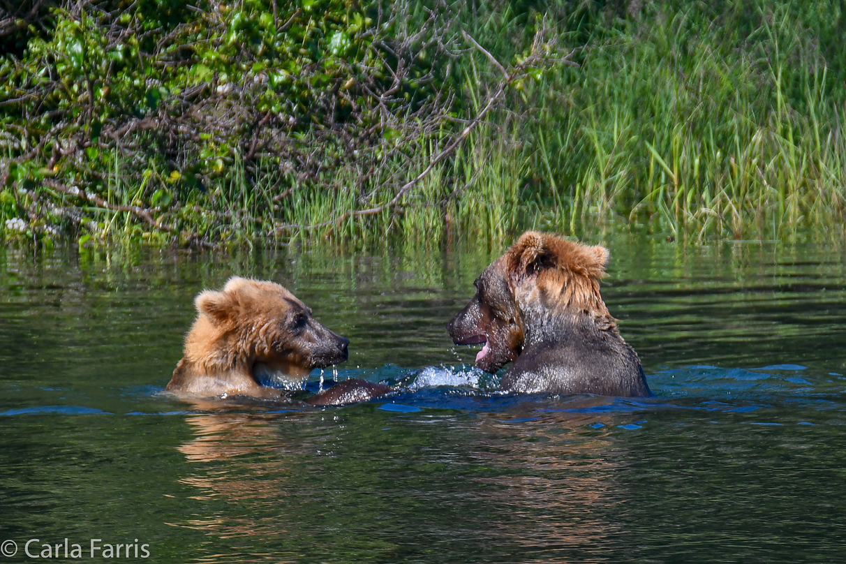 Cubadult (503) and Holly's Biological cub