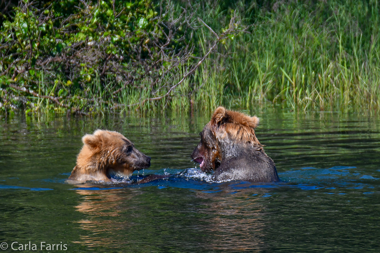 Cubadult (503) and Holly's Biological cub