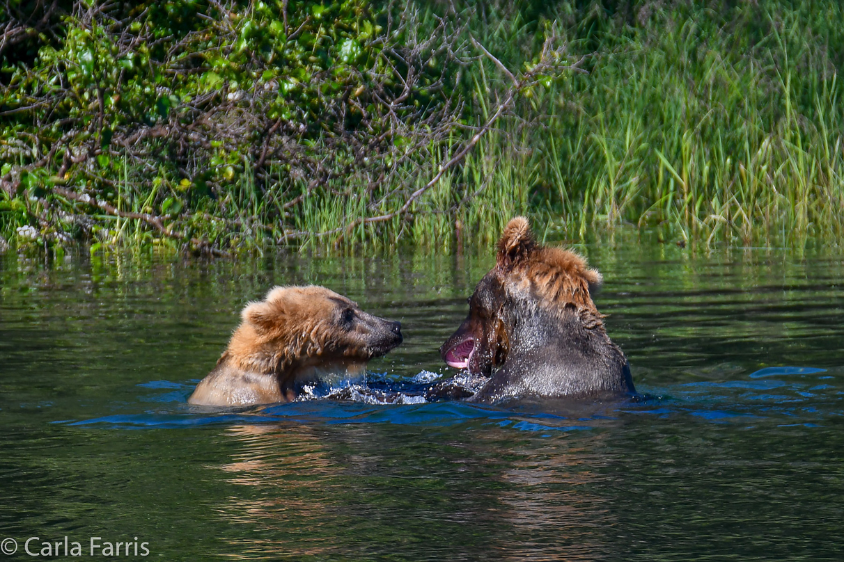 Cubadult (503) and Holly's Biological cub