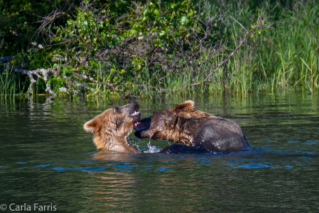 Cubadult (503) and Holly's Biological cub