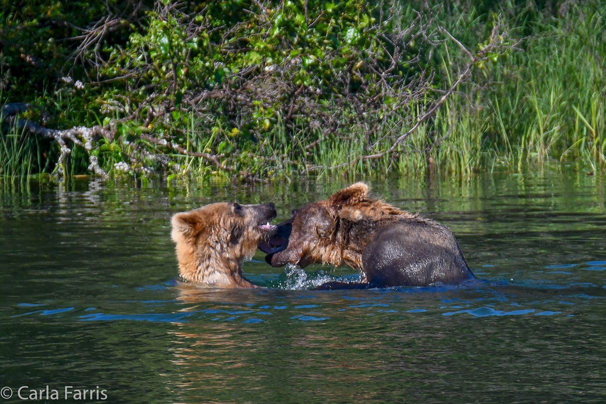 Cubadult (503) and Holly's Biological cub