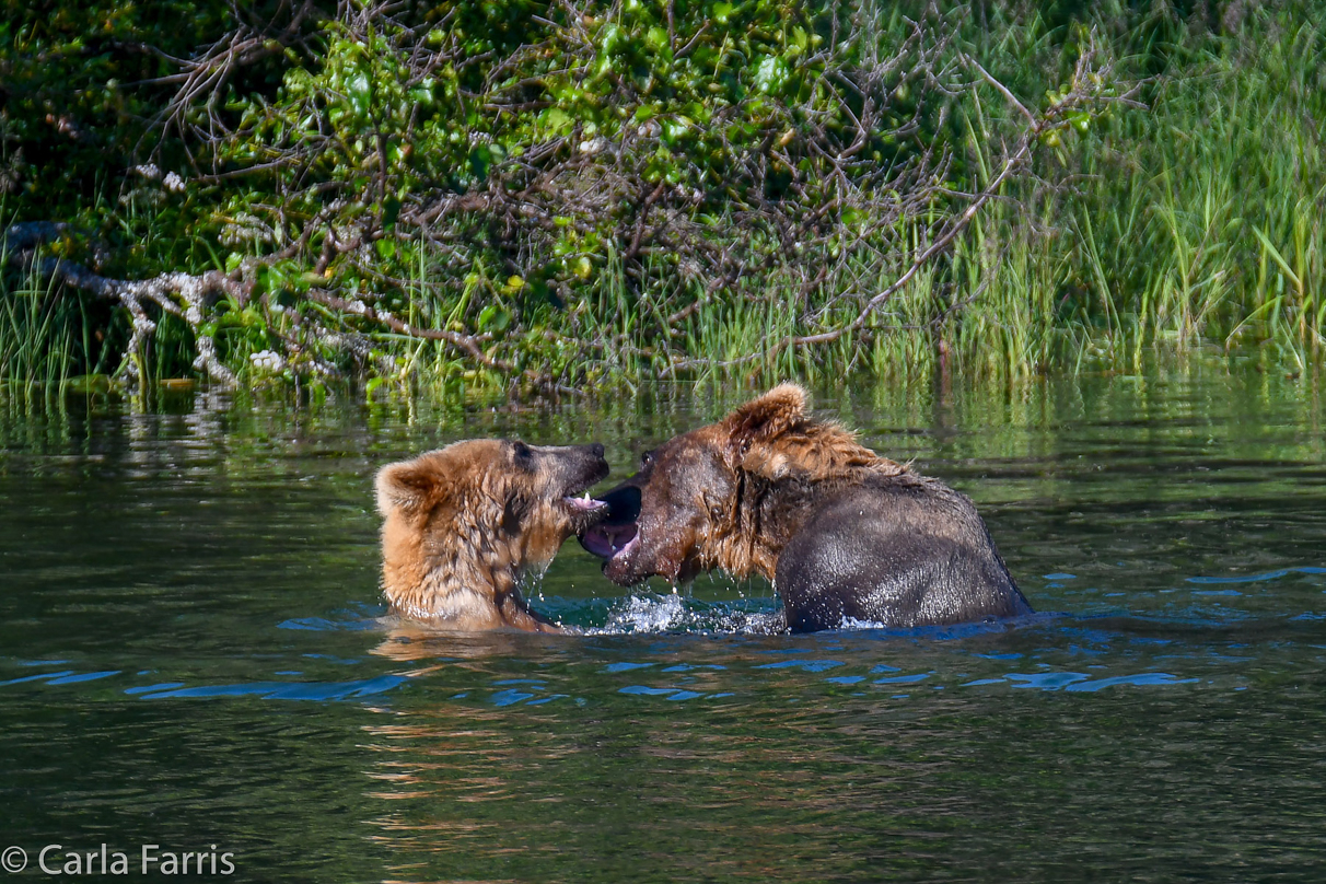 Cubadult (503) and Holly's Biological cub