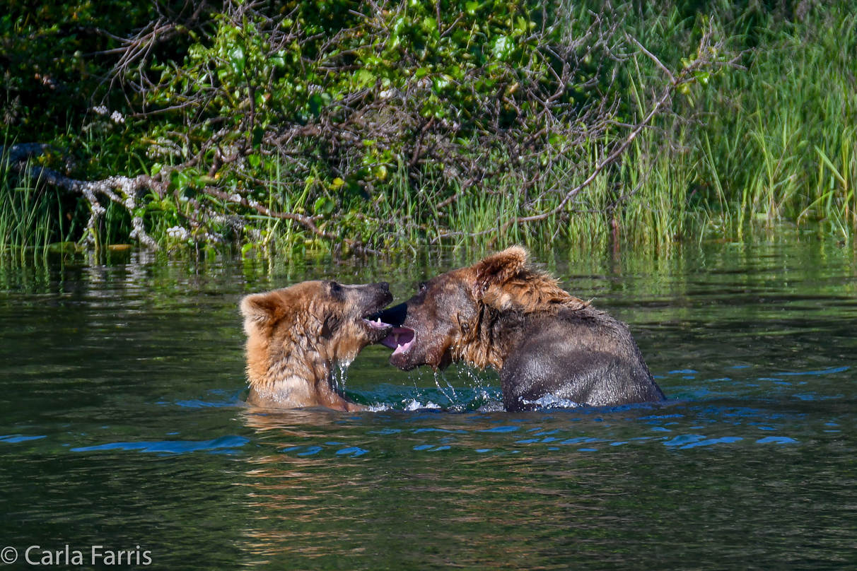 Cubadult (503) and Holly's Biological cub