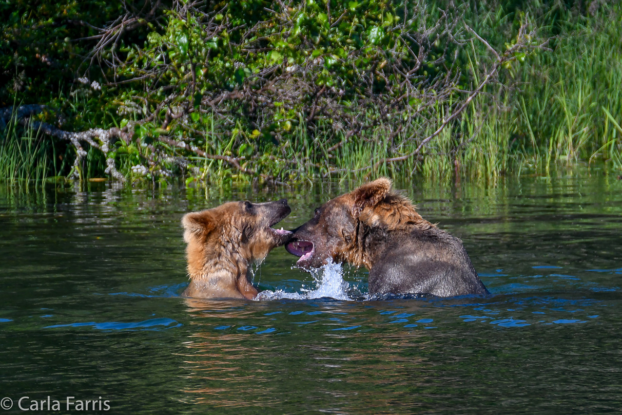 Cubadult (503) and Holly's Biological cub