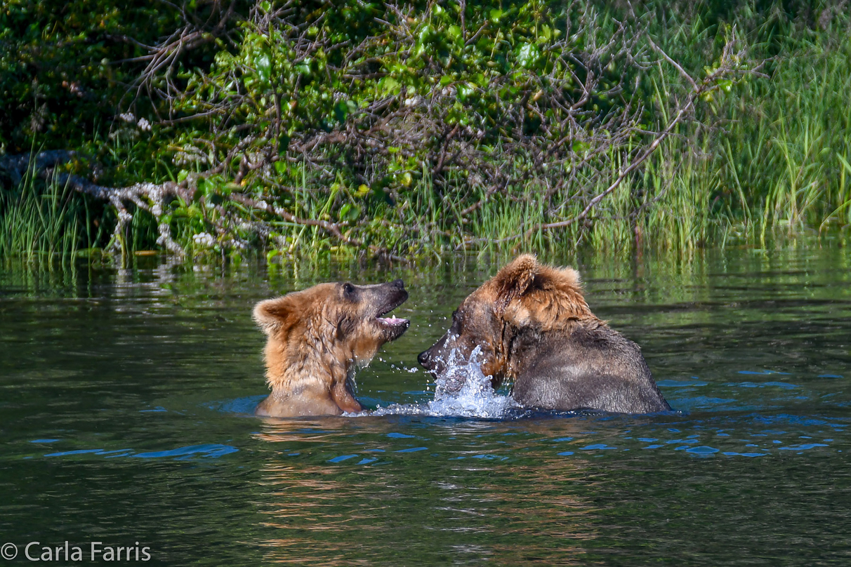 Cubadult (503) and Holly's Biological cub