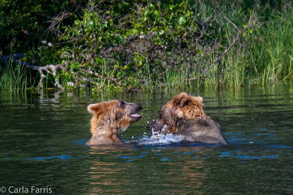 Cubadult (503) and Holly's Biological cub