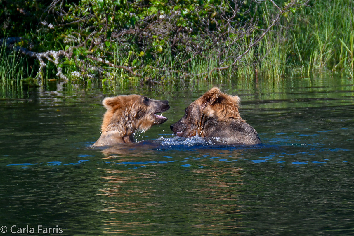 Cubadult (503) and Holly's Biological cub