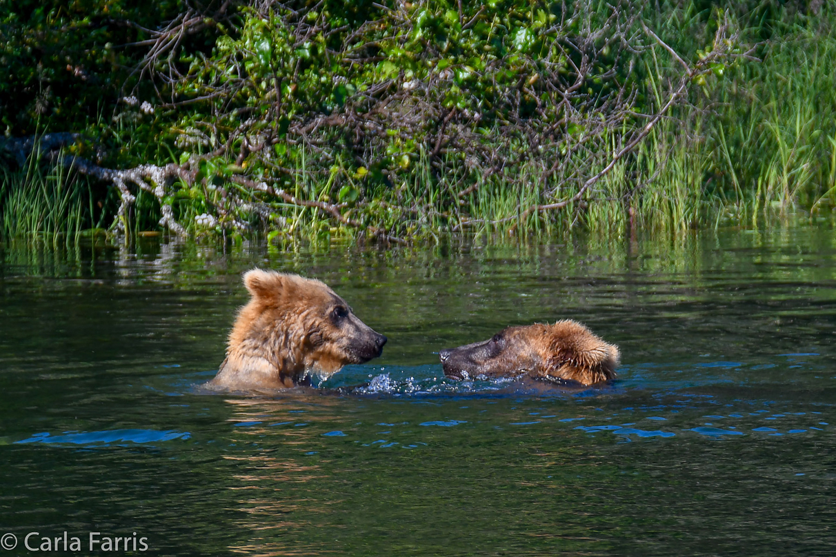 Cubadult (503) and Holly's Biological cub