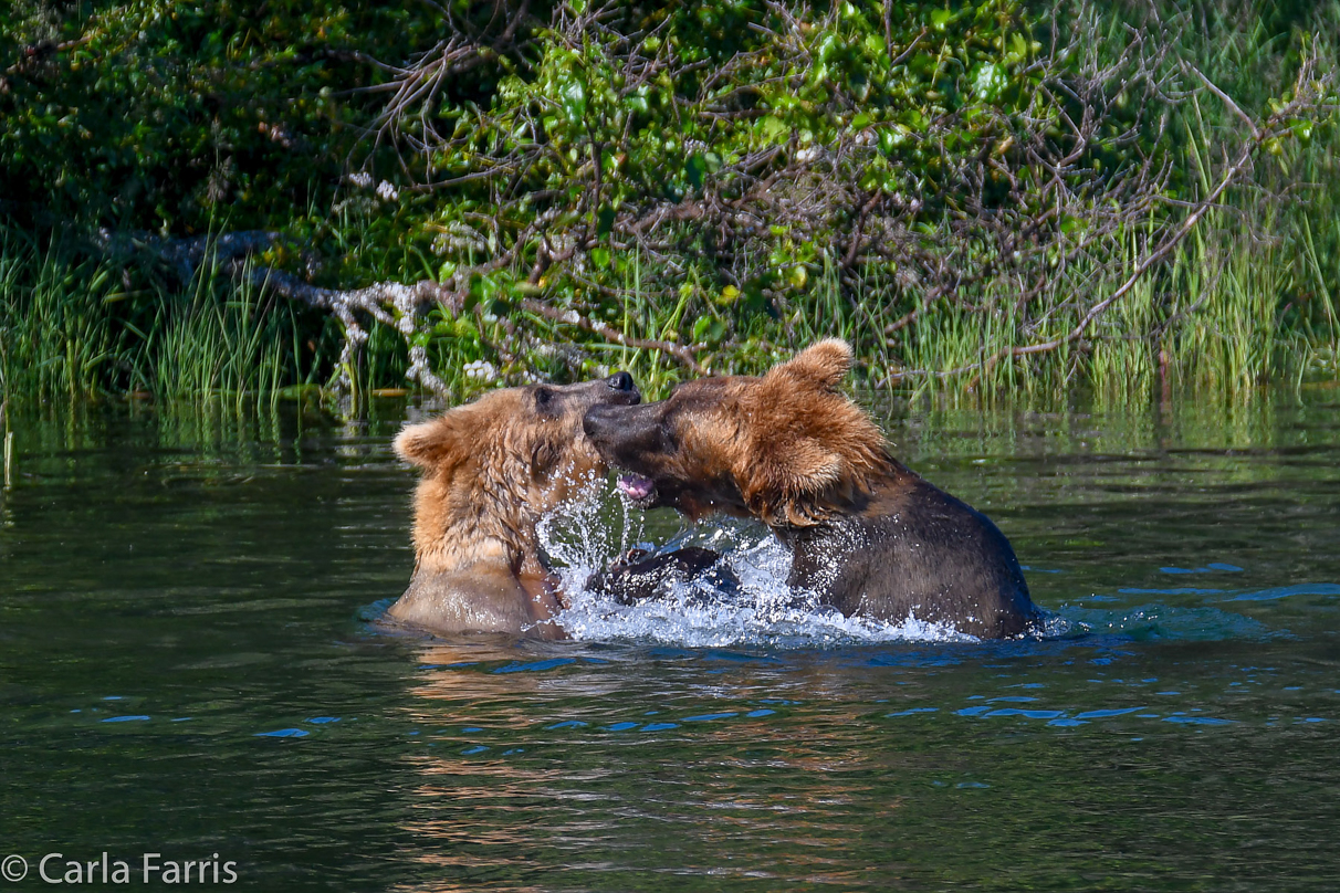 Cubadult (503) and Holly's Biological cub