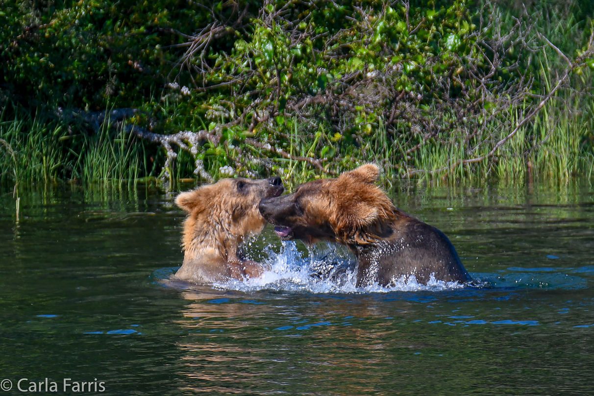 Cubadult (503) and Holly's Biological cub