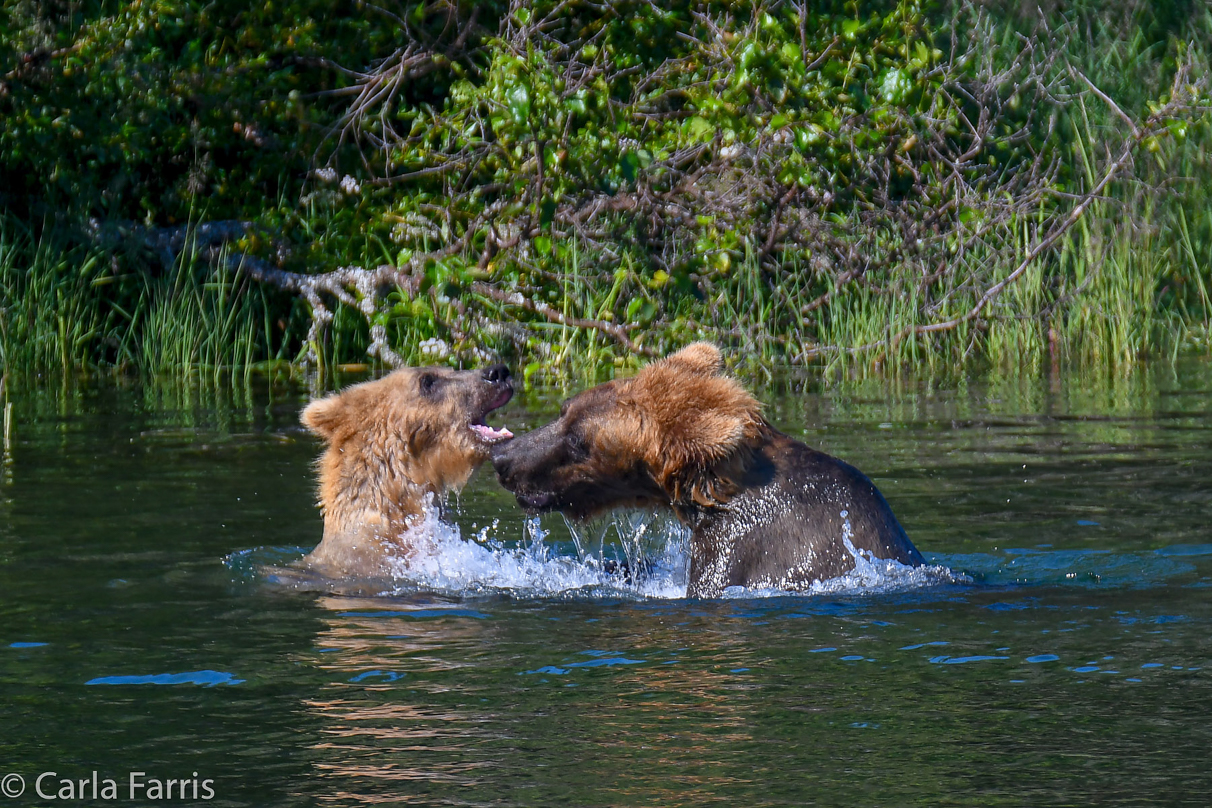 Cubadult (503) and Holly's Biological cub