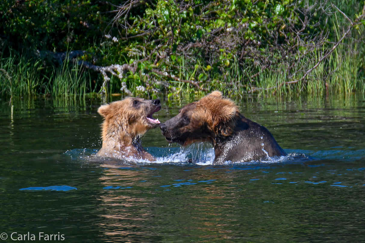 Cubadult (503) and Holly's Biological cub