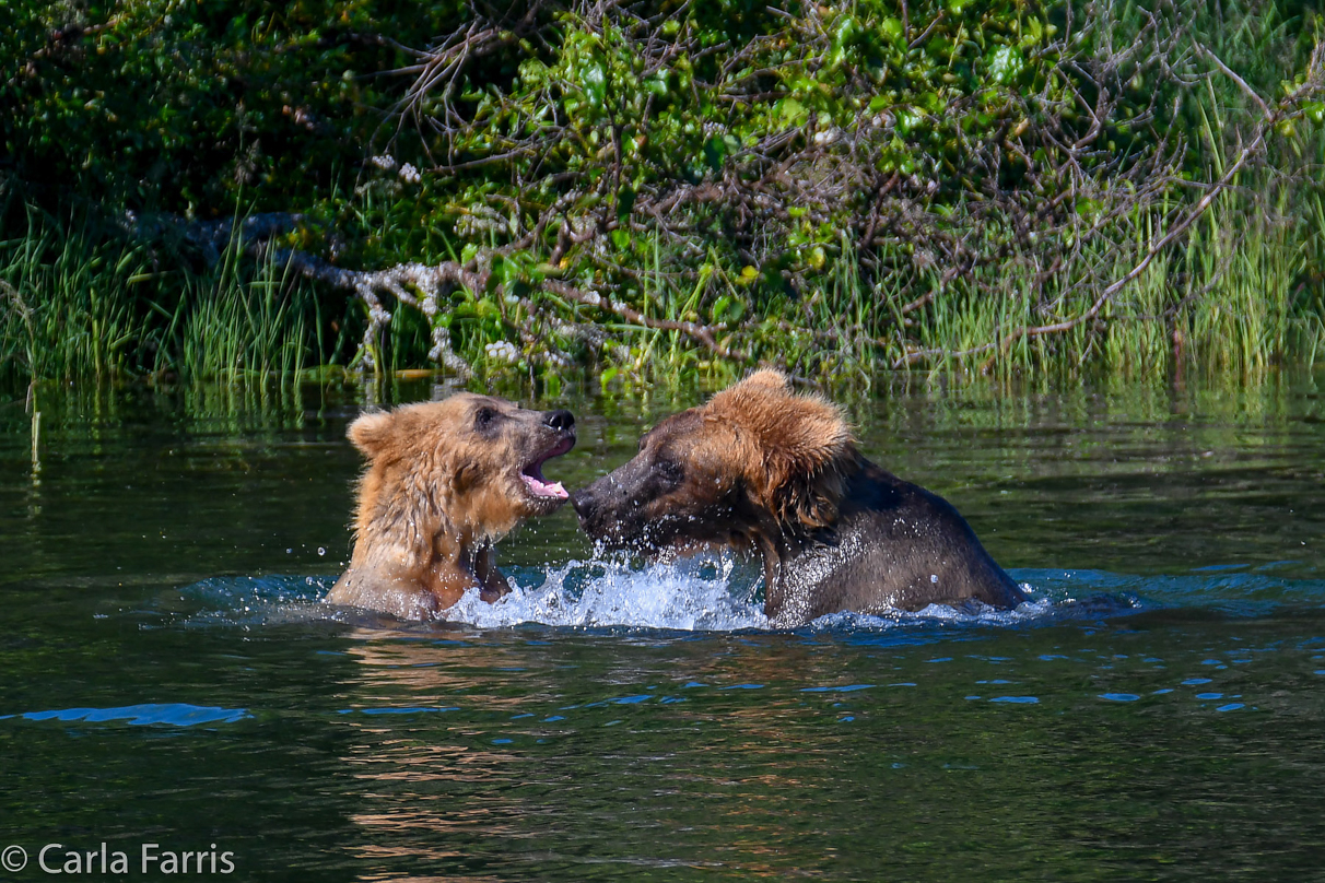 Cubadult (503) and Holly's Biological cub