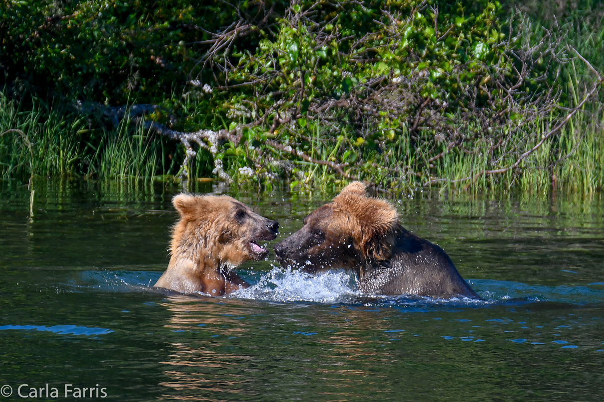 Cubadult (503) and Holly's Biological cub