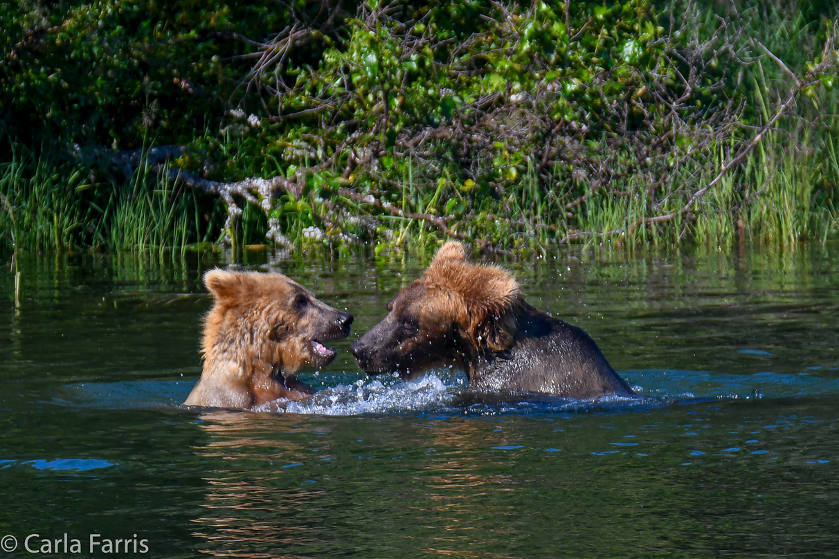 Cubadult (503) and Holly's Biological cub