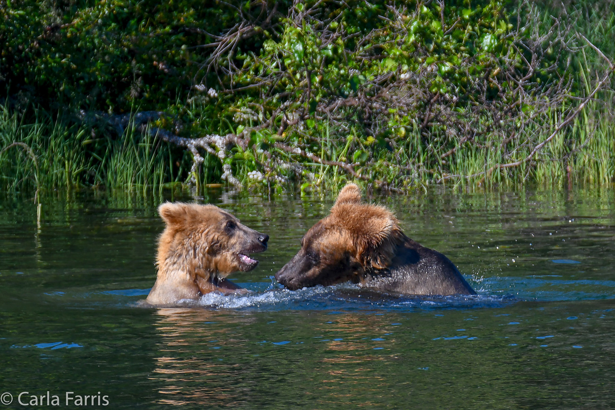 Cubadult (503) and Holly's Biological cub